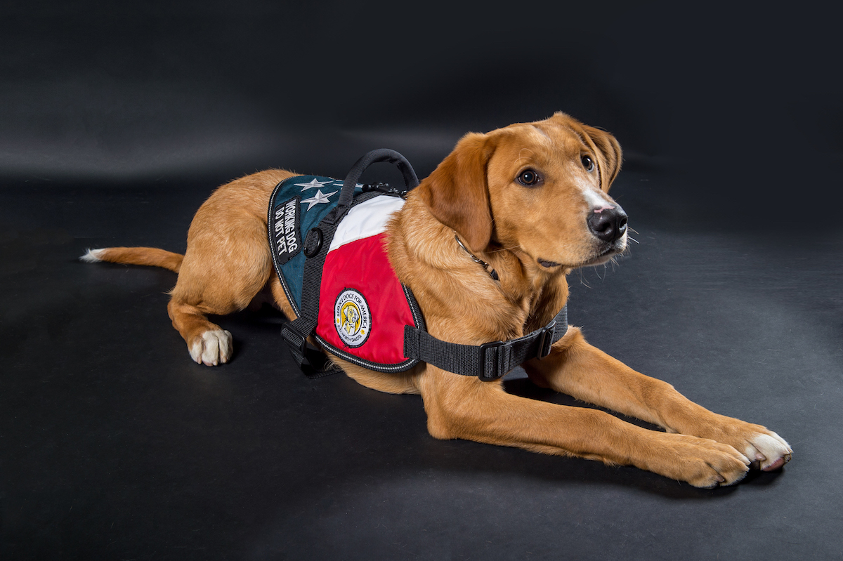 Service Dog with Wheelchair